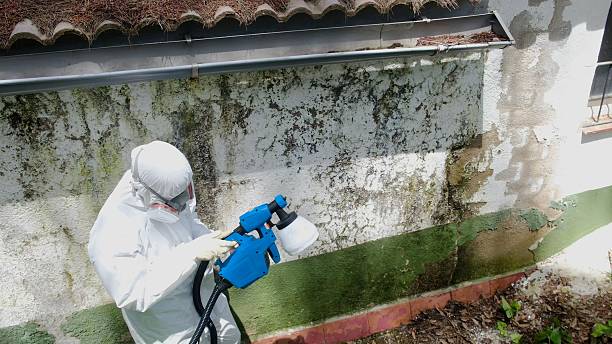 Top rated local Black Mold Remediation specialists in Fife, WA
